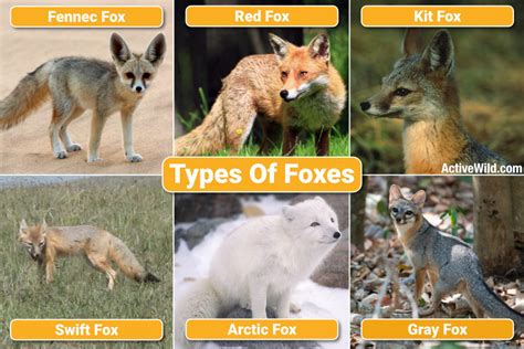 fox feet|Foxes: Fox Facts, Different Types Of Foxes With Pictures .